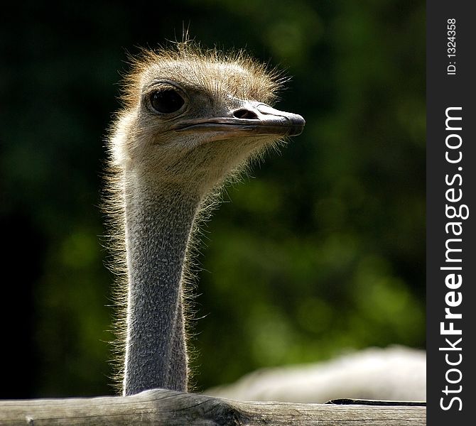 Ostrich exotic bird animal speed