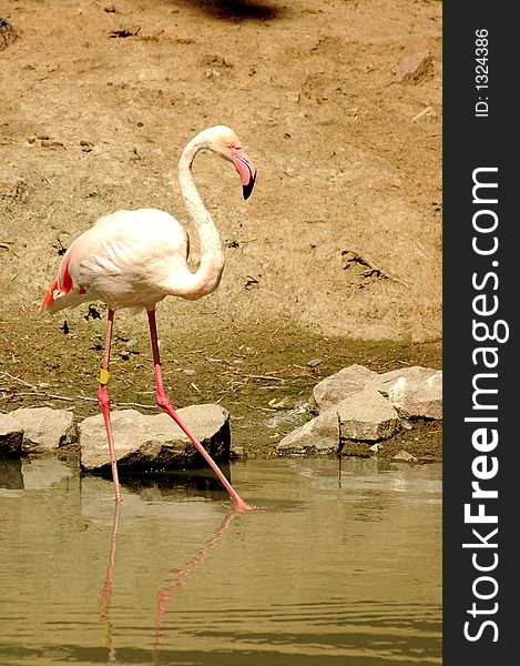 Wildlife bird flamingo graceful delicate