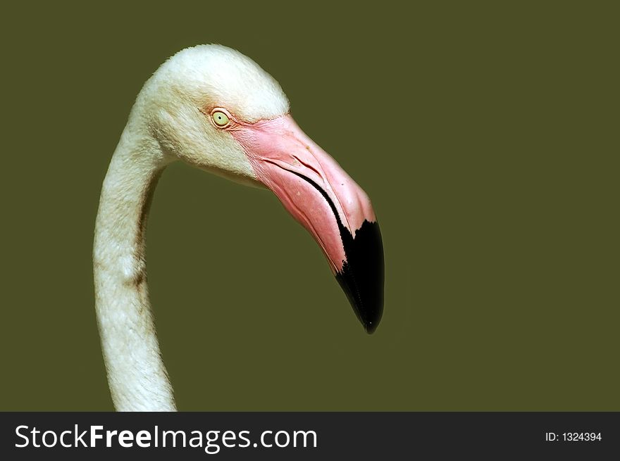 Wildlife bird flamingo graceful delicate