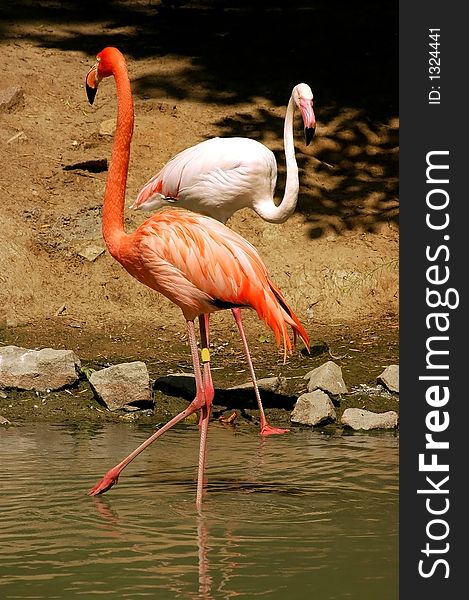 Wildlife bird flamingo graceful delicate