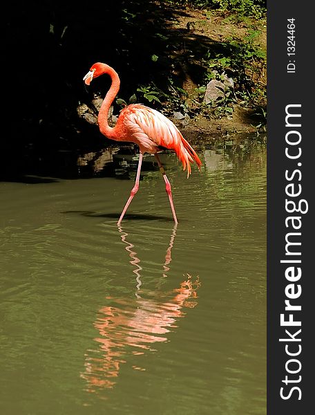 Wildlife bird flamingo graceful delicate