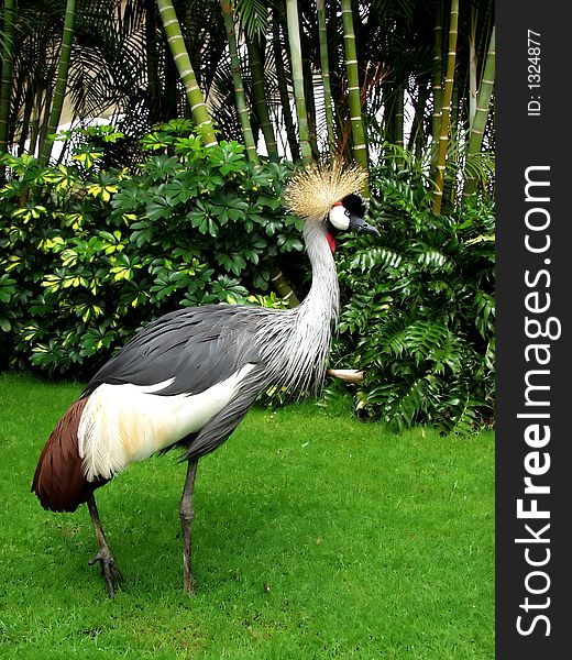 African Crown Crane  on the grass