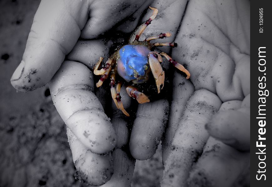 Little hands hold a little crab. Little hands hold a little crab