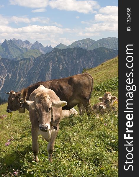 Cows in the Austrian Alps. Cows in the Austrian Alps