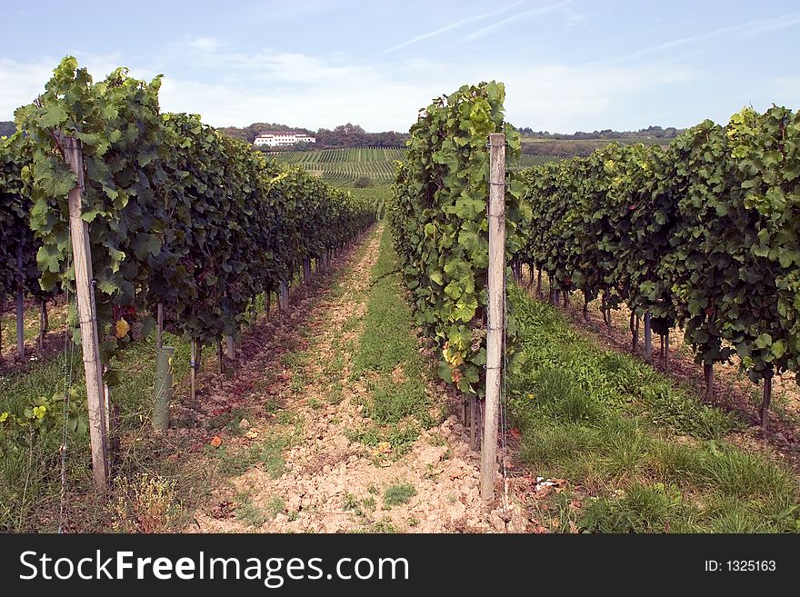 Vineyards in Rudesheim, Hessen, Germany