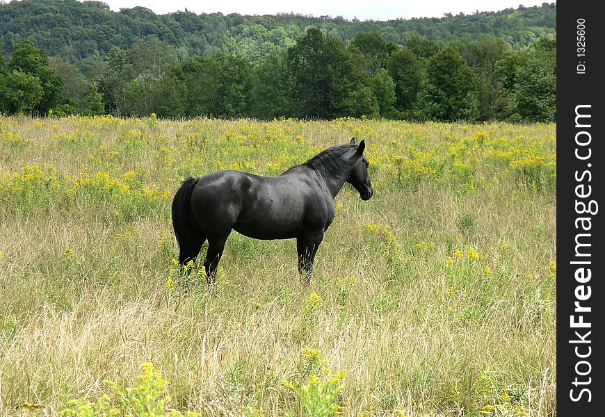 Black stallion horse on a ranch.