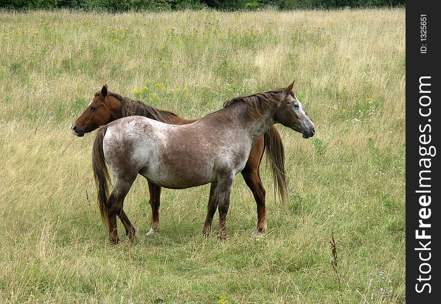 Two horses together on a ranch.