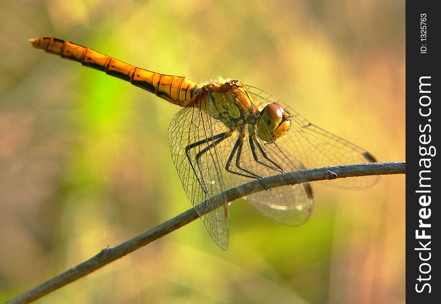 Dragonfly sitting on branch on sunset