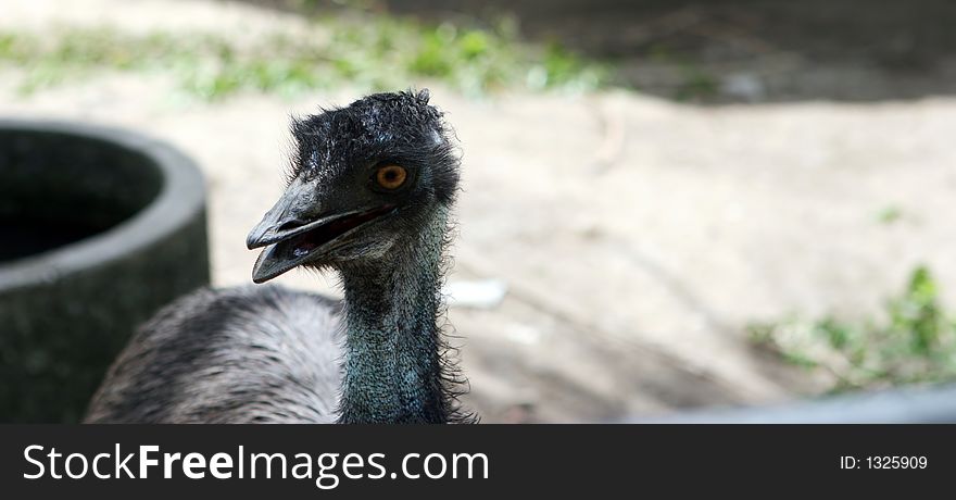 Close-up of an emu. Close-up of an emu