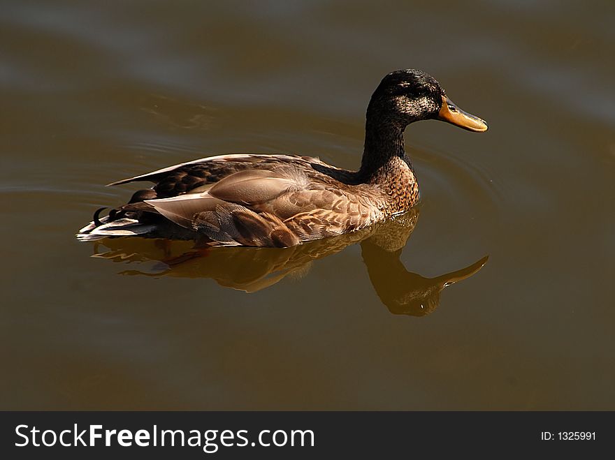 Female Mallard duck photographed in Albemarle Sound near Manteo, NC. Female Mallard duck photographed in Albemarle Sound near Manteo, NC