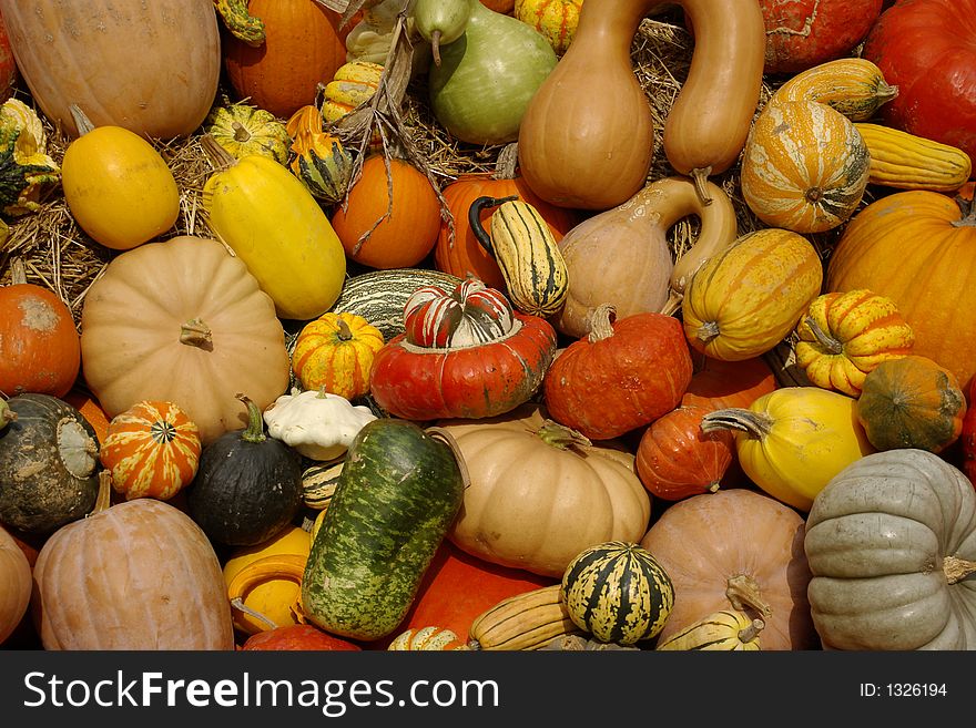 Collection or arrangement of seasonal vegetables, including pumpkins and squash.