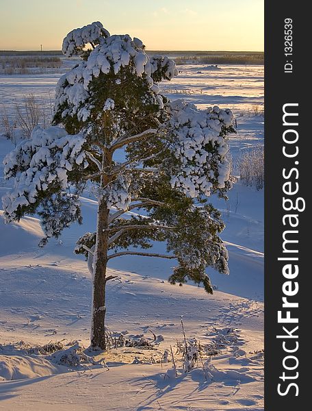 Snow-bound trees in a park