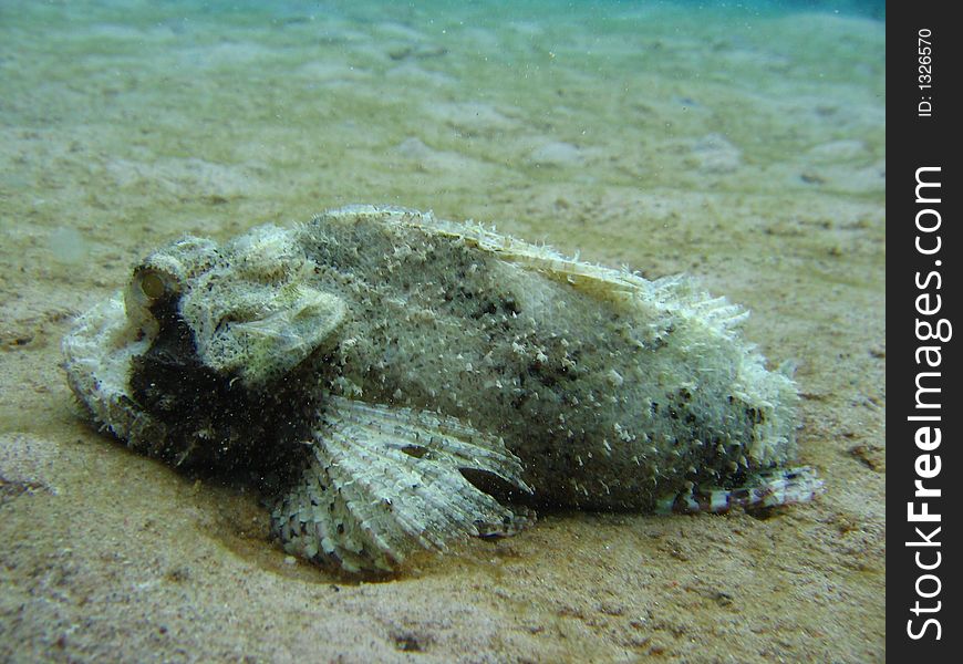 Black and white stone fish,and nothing can move it away. Black and white stone fish,and nothing can move it away