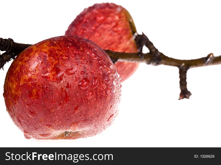 Isolated Red, Wet Apples On The Branch