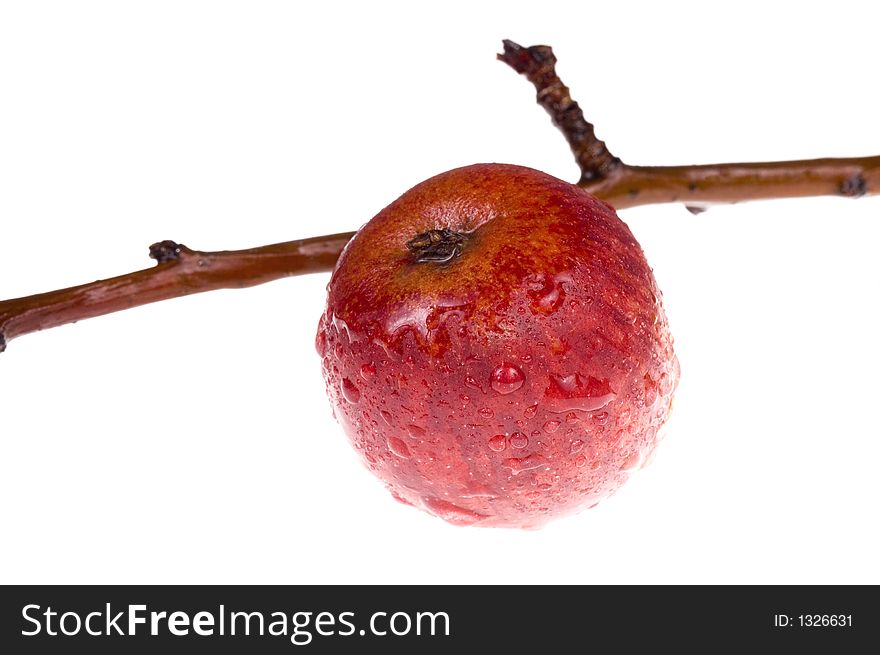 Isolated red, wet apple on the branch