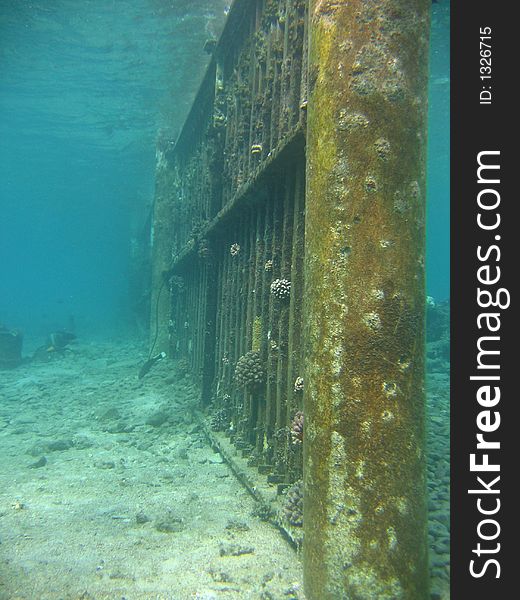 This underwater garden fence is in eilat try to find it. This underwater garden fence is in eilat try to find it