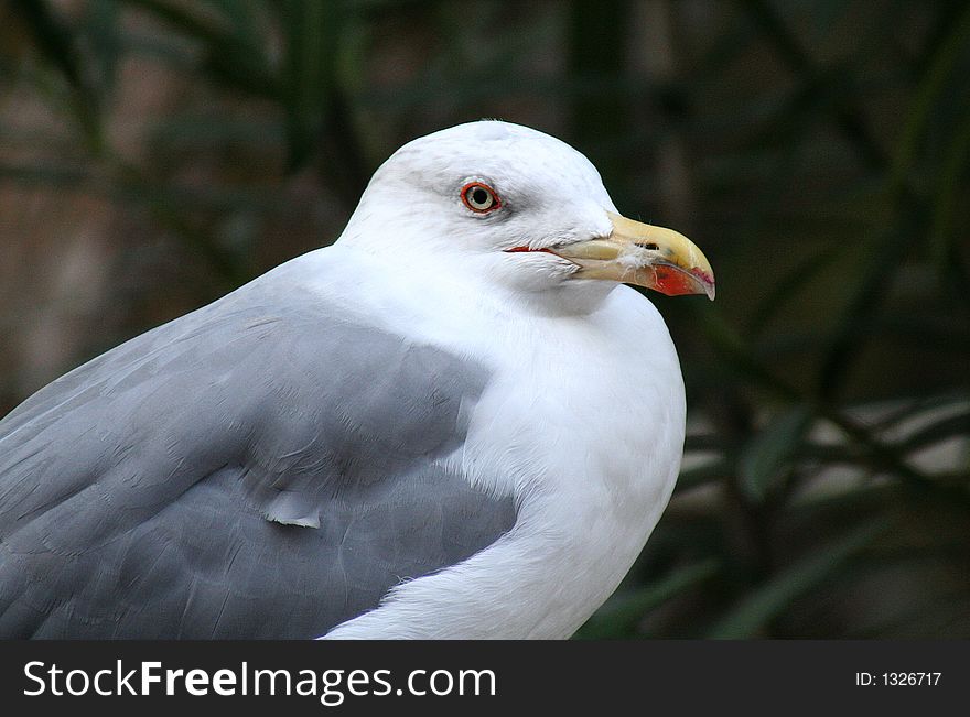 Portrait of a curious sea-gull. Portrait of a curious sea-gull