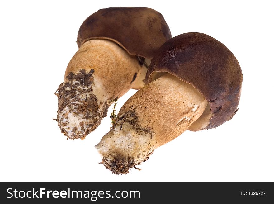 Isolated Mushrooms