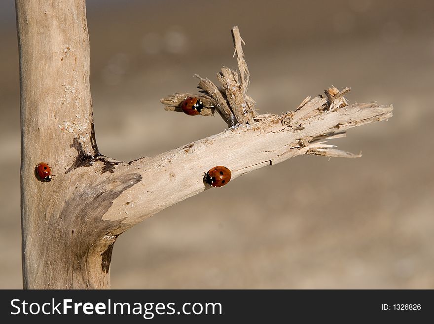 Ladybirds on the tree on a sandy beach. Ladybirds on the tree on a sandy beach