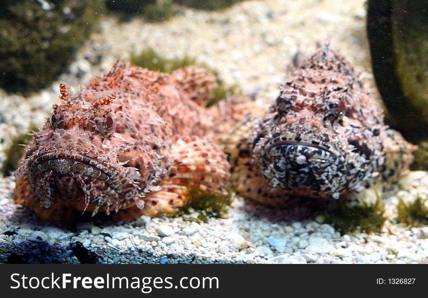 Portrait of Two Scorpion fishes. Portrait of Two Scorpion fishes