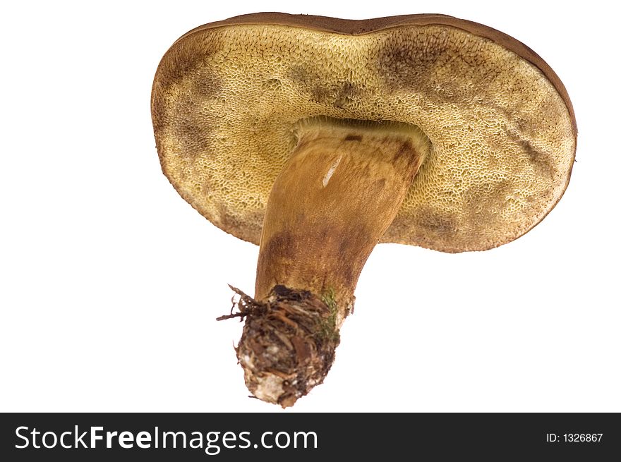 Isolated Mushroom