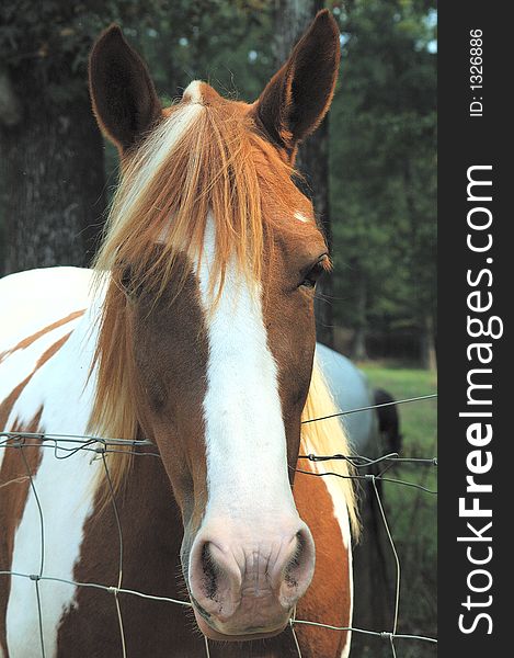 Headshot of paint horse looking over fence