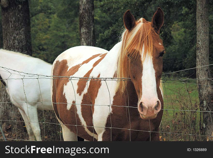 Nice paint horse looking over fence. Nice paint horse looking over fence
