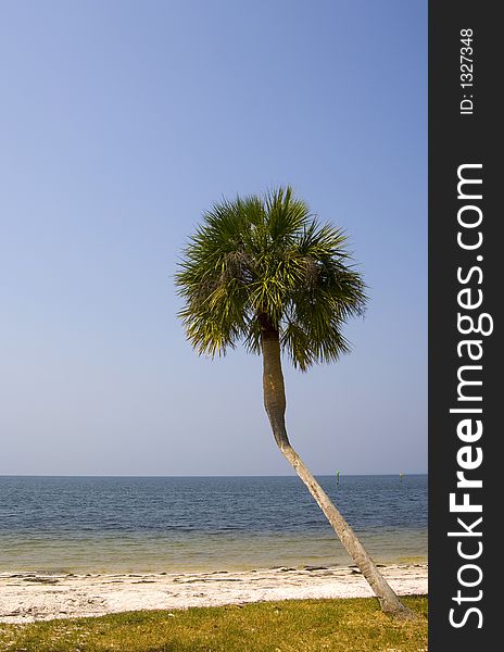 A crooked palm tree near the sands of a Florida beach. A crooked palm tree near the sands of a Florida beach