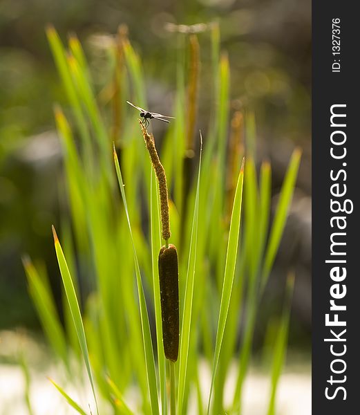 A dragonfly sits atop a cattail in a Florida swamp. A dragonfly sits atop a cattail in a Florida swamp