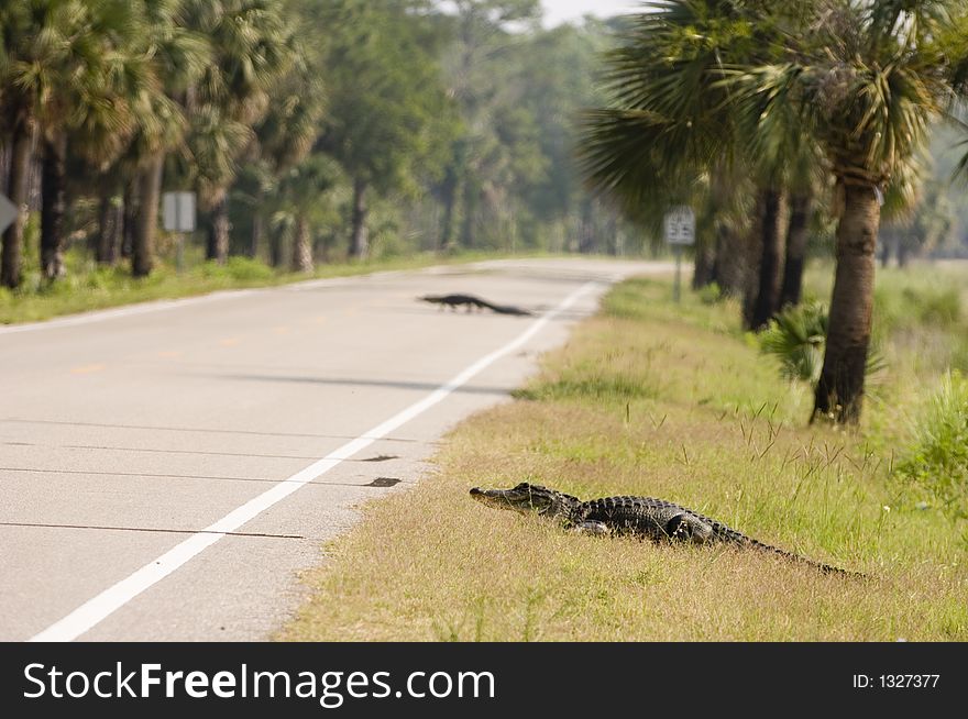 Two Alligators Crossing A Highway