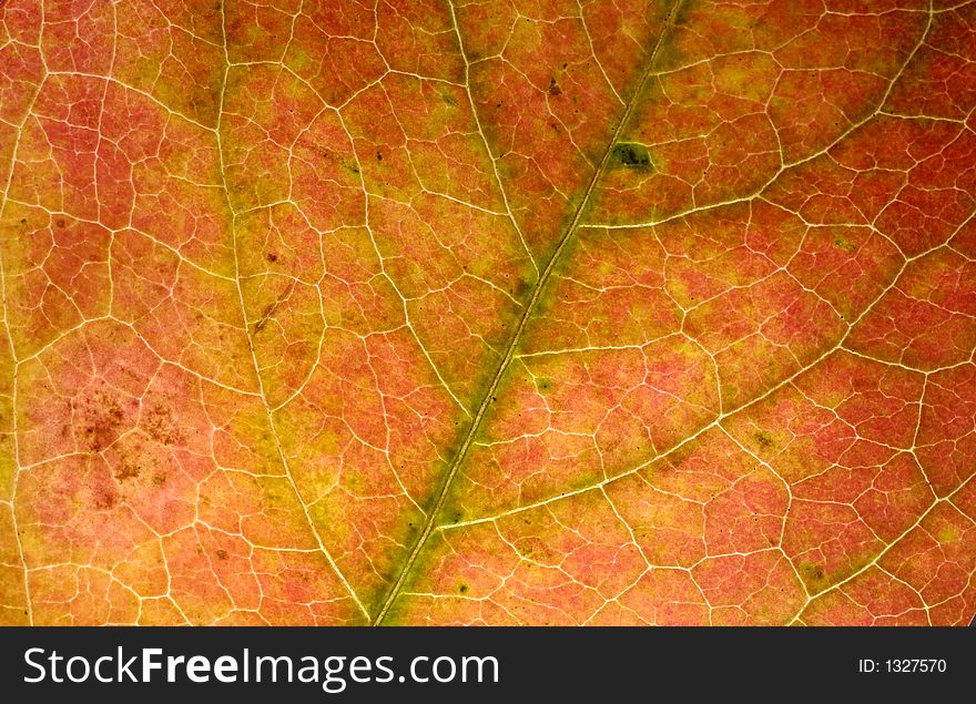 Photo of a Leaf Structure - Autumn Background. Photo of a Leaf Structure - Autumn Background