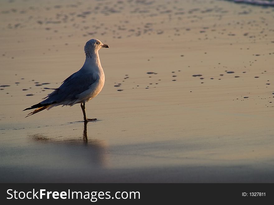 Seagull on beach at sunrise
