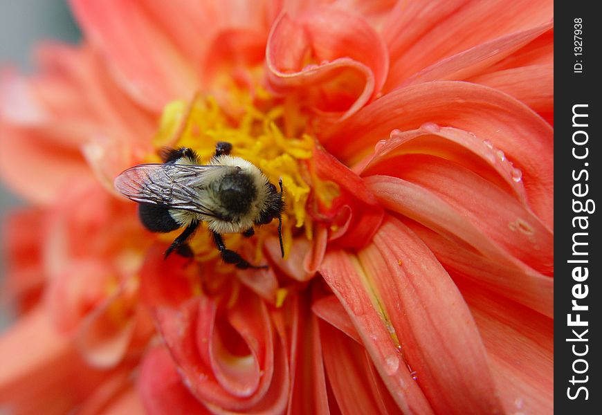 Close-up of a bumble bee on an orange flower. Close-up of a bumble bee on an orange flower