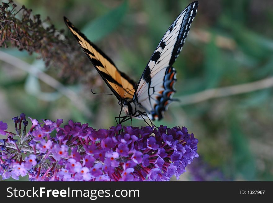 Wing-spread Butterfly on purple flower. Wing-spread Butterfly on purple flower