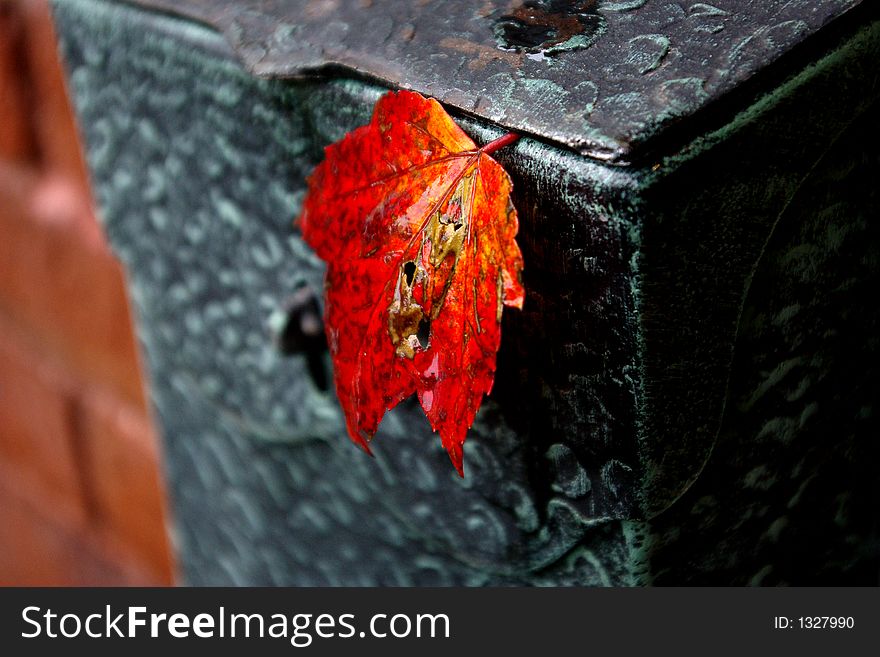 Red Maple leaf hanging out of mailbox on brick wall. Red Maple leaf hanging out of mailbox on brick wall