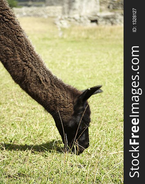 Brown Llama In Peru