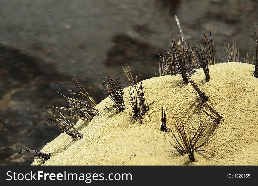 Green moss and grass on the river