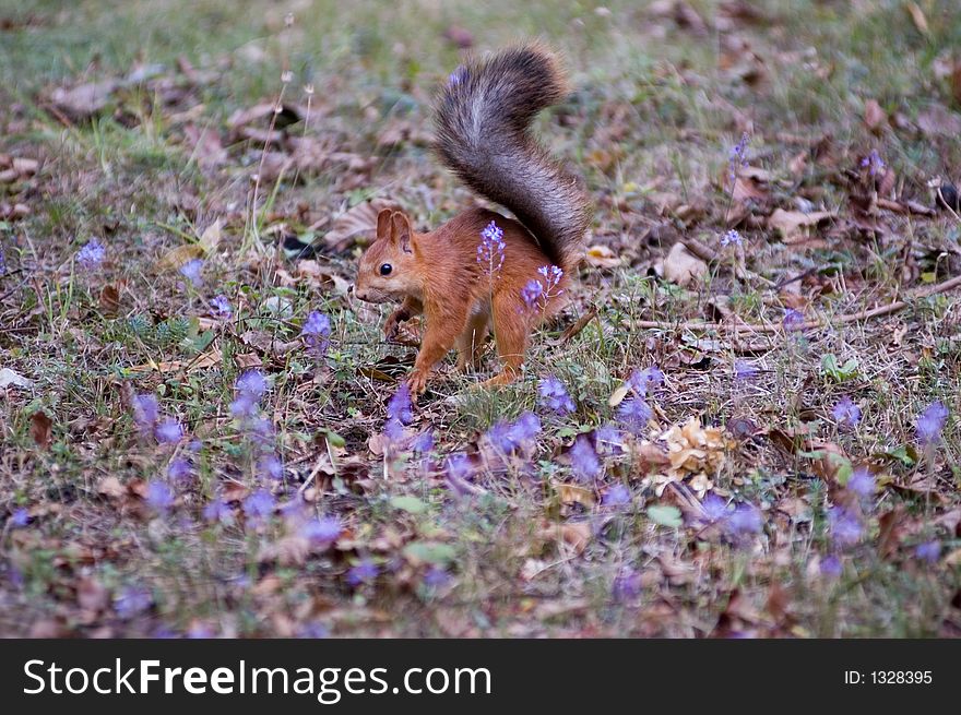 squirrel in a garden to prepare for winter