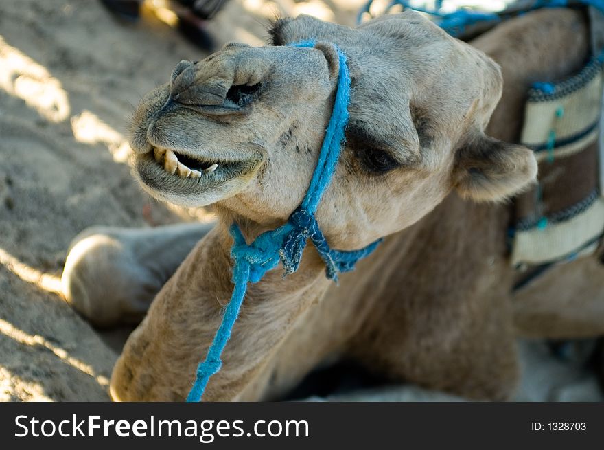 Closeup of camel's head while biting. Closeup of camel's head while biting