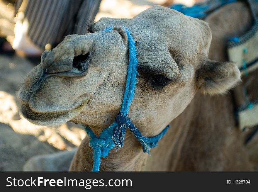 Closeup of camel's head - dromedary. Closeup of camel's head - dromedary