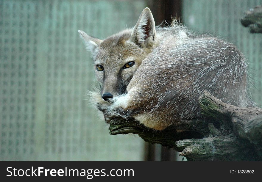 Head of a little fox