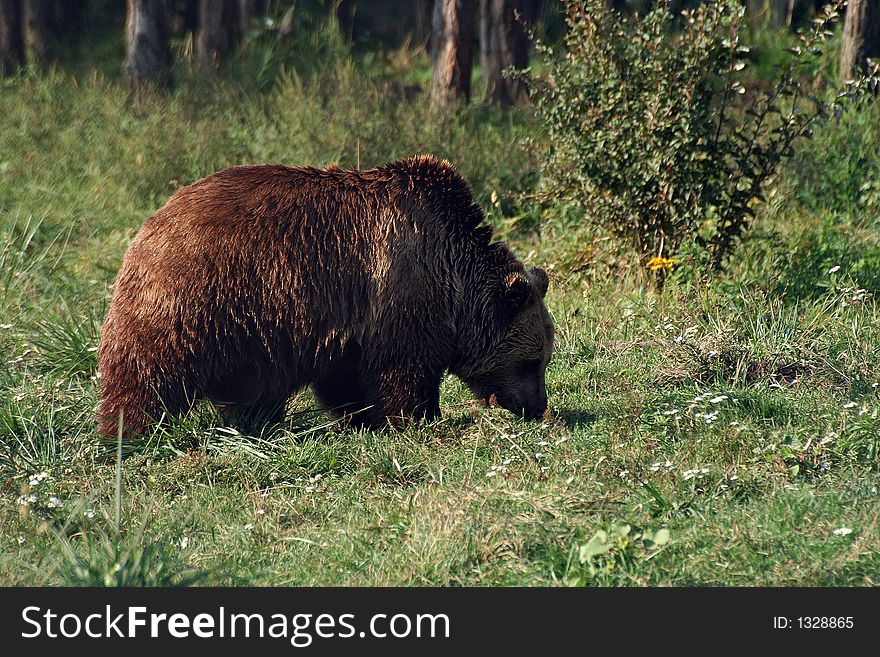 Bear (Ursus arctos) standing near to the wood