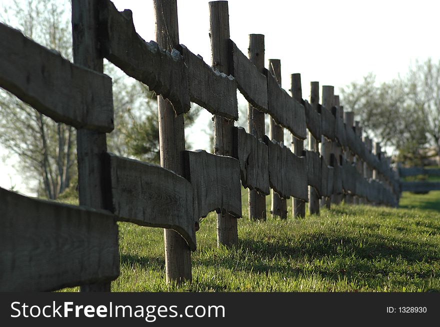 Grape vines growing on wooden fence