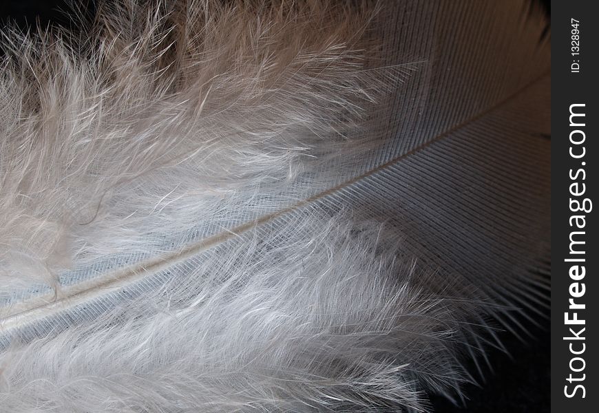 Detail of a bird festher. Detail of a bird festher