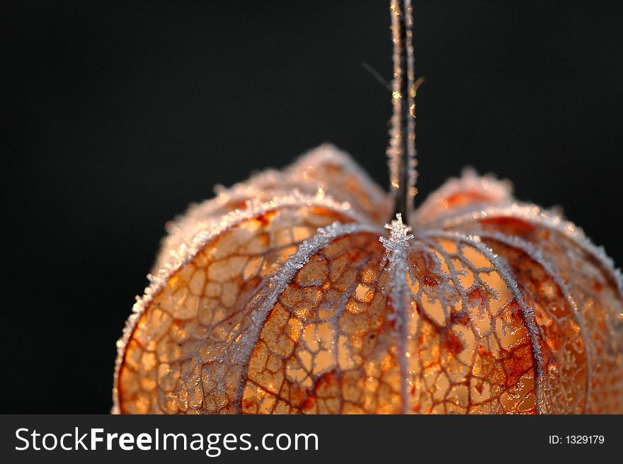 A frosted physalis on black background