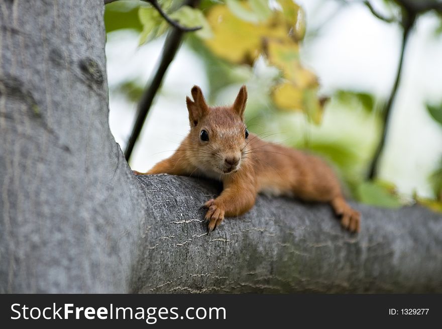 squirrel in a garden to prepare for winter