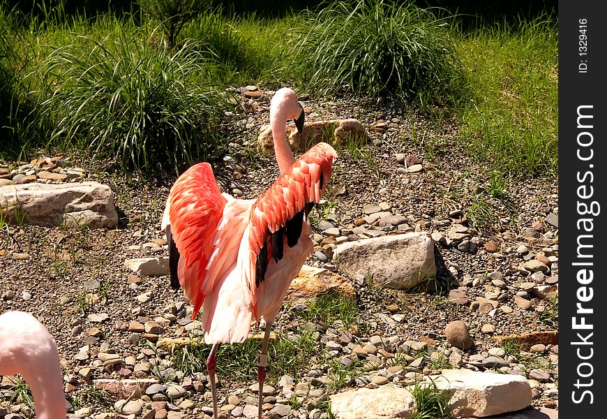 Beautiful flamingo spreading her wings