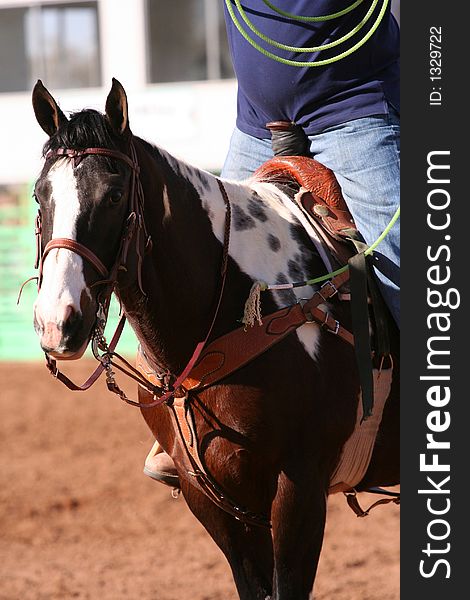 Roping paint horse at event