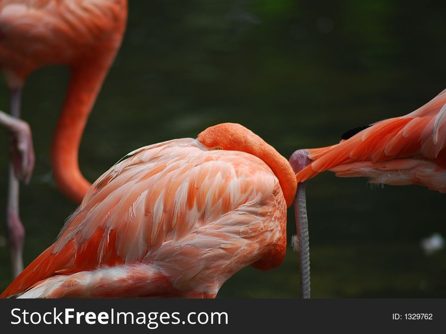 Flamingo, pink, hiding, but still looking at you. Flamingo, pink, hiding, but still looking at you