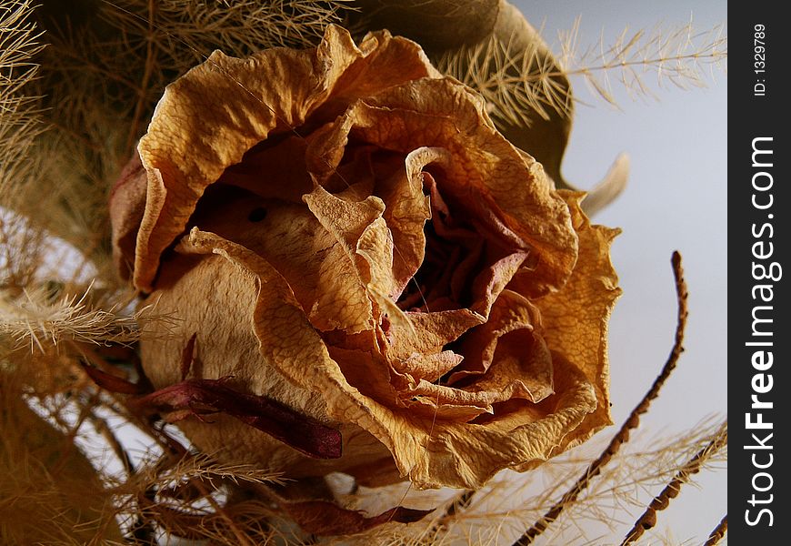 Dried rose on white background